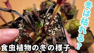 [食虫植物]冬の様子を紹介！　ハエトリソウ　ウツボカズラ　サラセニア　ヘリアンフォラ　ダーリングトニア　セファロタス　ムシトリスミレ　モウセンゴケ