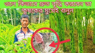 ওল গাছে কি কি করলে ফলন বৃদ্ধি করা যায়। ওল চাষ। আধুনিক ওল চাষ পদ্ধতি। ওল চাষ পদ্ধতি। ওল রোপনের সময়।