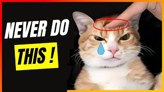 7 THINGS CATS HATE AND YOU DIDN'T KNOW!