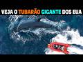 Shark CONTENDER FOR THE LARGEST MALE GREAT WHITE SHARK IN THE ATLANTIC | Documentary of the 750kg...