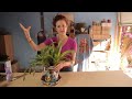 how to water bromeliads