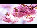 【弾いてみた】福山雅治「桜坂」｜ジャズアレンジで弾くj pop