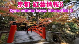 4K 京都紅葉情報6 撮影日2022/11/18~11/19 Kyoto autumn leaves information 6