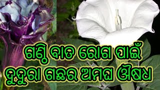 Abani odia ଆଣ୍ଠୁ ଗଣ୍ଠି ବାତ ରୋଗ ପାଇଁ ଦୁଦୁରା ଗଛର ଅମଘ ଔଷଧ