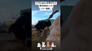 ｺｲｯﾇにgoproを乗せてみた動画。 #保護犬 #雑種犬 #子犬 #gopro #rescuedog #dog