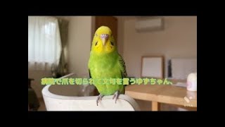 セキセイインコゆずちゃん、病院から帰ってきて文句を言う！