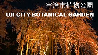 夜桜の宇治市植物公園を静かに巡る　Quietly tour the Uji City Botanical Garden (Uji of cherry blossoms at night, Japan)