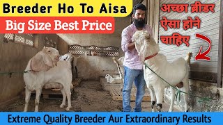 Top Quality Hyderabadi Sojat Breeder Available For Sale | Big Size Patira Goat |@Rizwankranti