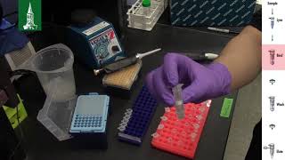 How to easily extract DNA with the QIAGEN DNeasy Blood & Tissue Kit