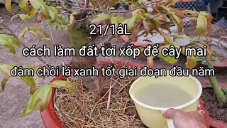 cách làm này rất cần thiết!sẽ giúp cây mai không bị bệnh đâm chồi sau khi cho bông tết.