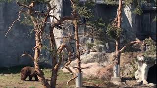 Korkeasaari Helsinki Zoo Family Trip | Watch The Wrestling Bears \u0026 The Lazy Fish