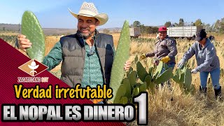 Verdad irrefutable EL NOPAL ES DINERO 1