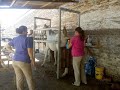 PRIMEROS AUXILIOS PARA CABALLOS AL SUFRIR UNA LESIÓN ANTES DE QUE LLEGUE EL VETERINARIO