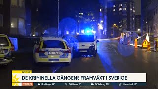 Så blev Sverige ett gangsterparadis - Nyhetsmorgon (TV4)