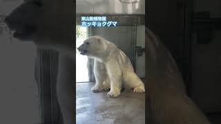 東山動植物園にホッキョクグマが来園 #shorts