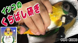 インコのくちばしケア　嘴研ぎ【シロハラインコ】Parakeet beak care【caique parrot】