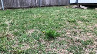 Should you pull your weeds in your lawn or spray them