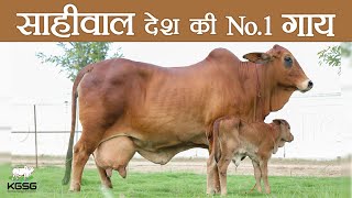 भारत की No.1 देसी गाय यह है | No.1 Desi Breed of India | Sahiwal Cow |