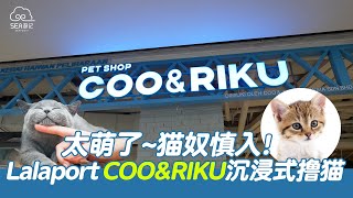 【太萌了~猫奴慎入】吉隆坡Lalaport COO \u0026 RIKU 沉浸式撸猫！