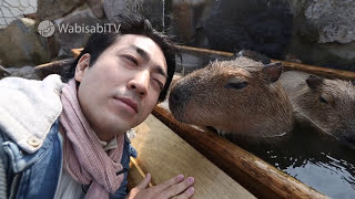 เที่ยว Tochigi ไปหาน้องCapybara แช่น้ำร้อน ,Nasu Town (Tochigi) SUGOI JAPAN Ep107