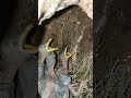 hungry myna babies p1 viral trending shortsfeed shorts