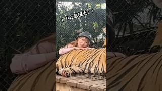 トラと急接近♡大きいネコみたい！！　#トラ　#虎　#tiger #tigerlove #動物　#動物ふれあい #動物好き　#動物好きな人と繋がりたい #猛獣　#ネコ科　#animal