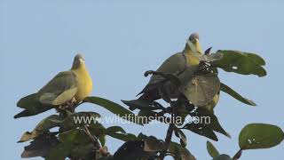 Hariyal or Yellow-footed Green Pigeon twins on Banyan tree top | Spot the rest in camouflage