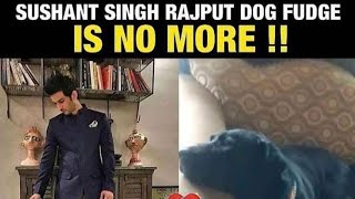 Sushant Singh's Dog Fudge is missing him badly 😥 and waiting for him-come back soon . Please come.