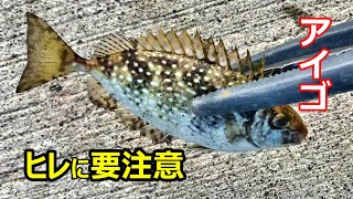 【いもっちです！】サビキで毒魚アイゴ(バリ)が釣れた。～ヒレに触ると危険。～