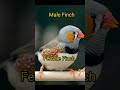 Zebra finch birds male female difference #shorts