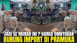 JADI SEMURAH INI ? HARGA OMBYOKAN BURUNG IMPORT DI PASAR BURUNG PRAMUKA