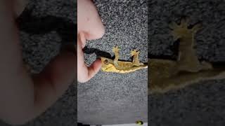 Hiya,This is my first video ( Sorry its kinda sometimes sideways and upside down...) :D #Reptiles