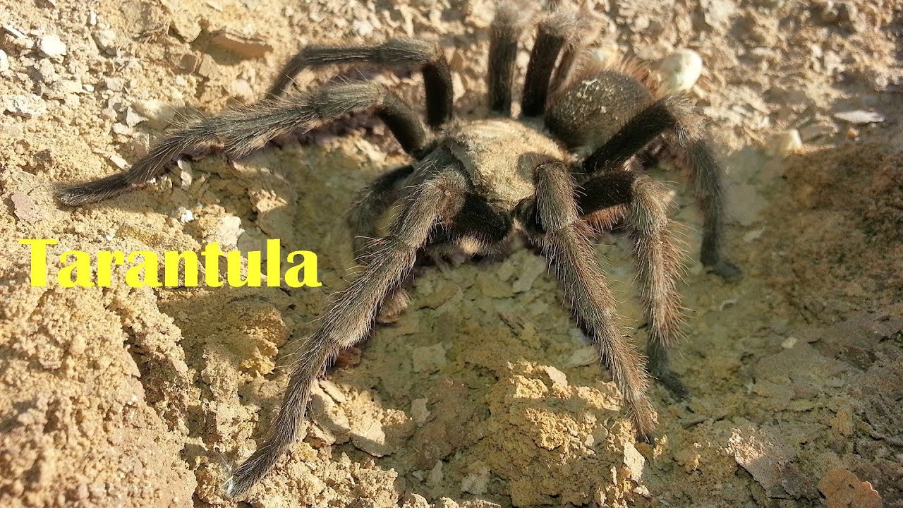 Tarantula Walking Galaxy S3 - YouTube