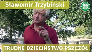 Sławomir Trzybiński o tym, dlaczego czasem pszczoły mają „trudne dzieciństwo”.