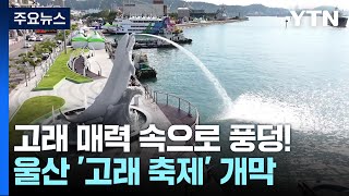 고래의 매력 속으로 풍덩! 울산 '고래 축제' 개막 / YTN