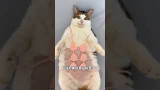 再也不用担心着凉啦 #宅家治愈记 #全网最乖的猫 #我镜头下的猫