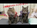 ネコにノミダニ駆除薬つけてみた【予防法について】　i put flea and tick medicine on cats 【prevention methods】