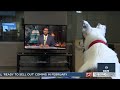 New study from UW sheds light on if dogs watch TV