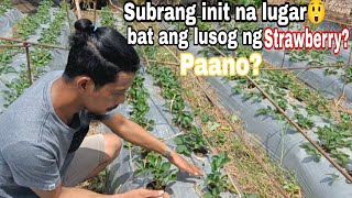 STRAWBERRY SA SUBRANG INIT NA LUGAR DITO SA PILIPINAS/ Gha Agri Tv