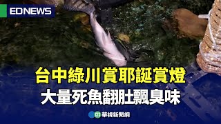 台中綠川賞耶誕賞燈 大量死魚翻肚飄臭味！｜👍小編推新聞 20241225