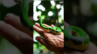 Mini snake moving on hand #shorts #animals   #ai