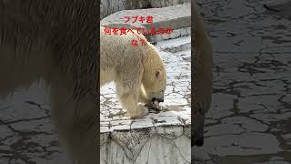 フブキ君何を食べているのかな？#shorts ＃フブキ＃ホッキョクグマ　#東山動植物園