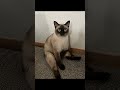 その座り方は一体どこで習った？！笑笑　 cat cats 癒される かわいい ねこ 保護猫 kitten kittens kawaii cute cutecat catlover