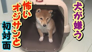 【豆柴】犬が好きなのに嫌われてしまう最恐のオジサンｖｓ幾三【子犬】【多頭飼い】