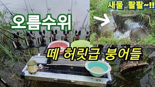 #민물낚시 #붕어낚시 #월척붕어  때아닌 오름수위 떼 허릿급 붕어들~!!