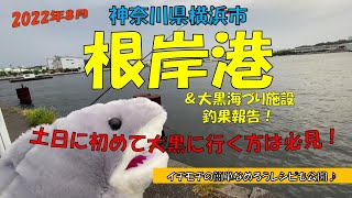 根岸港＆大黒海づり施設での釣果報告です。久しぶりに根岸港での釣果報告ができます♪さて何が釣れたのか！？