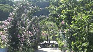 越後丘陵公園　香の薔薇