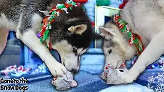 Husky Puppies FIRST Christmas | Dogs Opening Christmas Presents