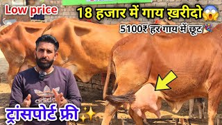 18 हजार में गाय ख़रीदो😱!! ट्रांसपोर्ट फ्री✅!! 5100₹ की हर गाय में छूट🎉!! Low price👌!!Jaaga jaat dairy