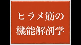 スポーツトレーナーにとっての基礎となるヒラメ筋の機能解剖学